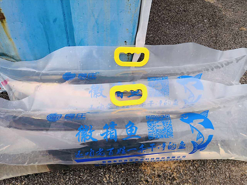 鱘魚